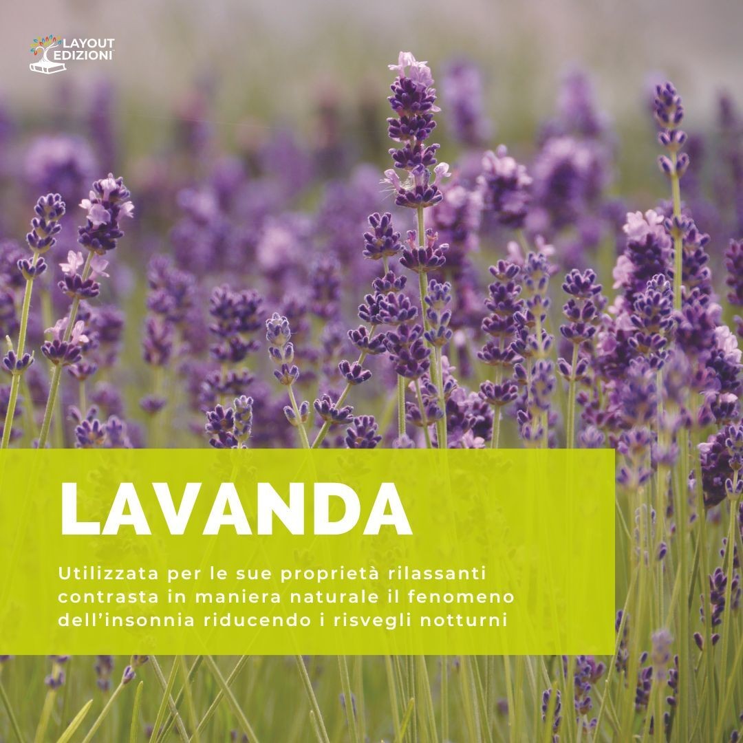 Lavanda