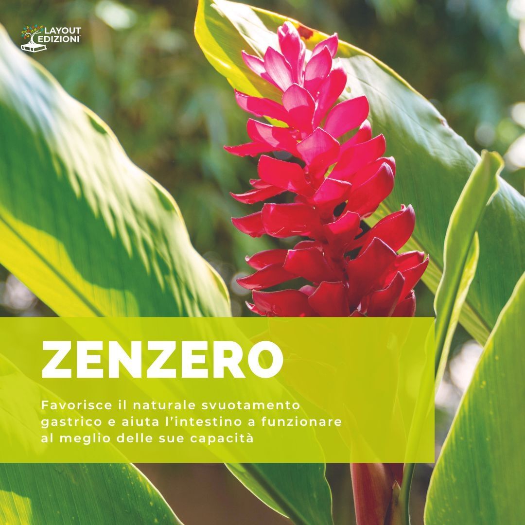 Zenzero