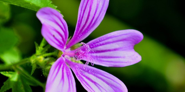 Come curarsi con le piante officinali