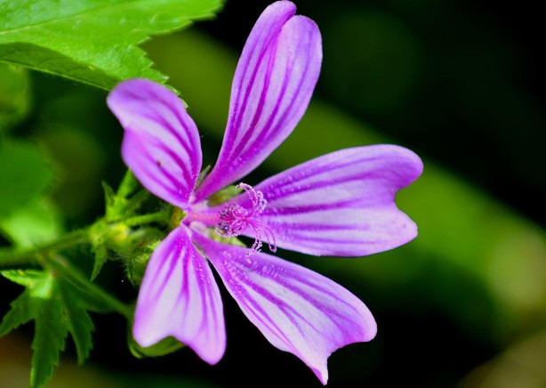 Come curarsi con le piante officinali